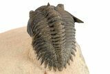 Detailed Metacanthina Trilobite - Lghaft, Morocco #252525-5